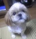 シーちゃんは、只今、ＦＸ取引に夢中なのです。　今宵もその臭いに敏感な鼻を使って、素敵な通貨を探し当てるのでした。
ＦＸ取引を始めたばかりです。　楽しくやってます。　是非、フォローして下さい。