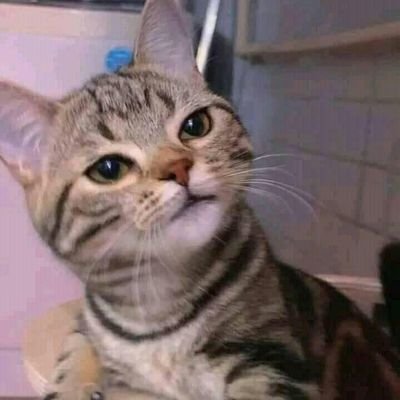 COLLE | CEK PINNED on Twitter: "Nugas di mana ya hari ini di Jogja yg