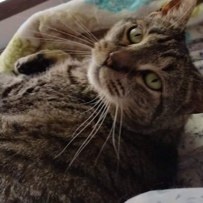 Servant of God, daughter, mother of amazing young man w/Aspergers & ADHD, parent of a Schoodle pup & 5 cats, persevering w/ God's grace thru 6 rare diseases