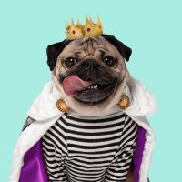 Doug The Pug (@itsdougthepug) 's Twitter Profile Photo Doug The Pug (@itsdougthepug) 's Twitter Profile Photo