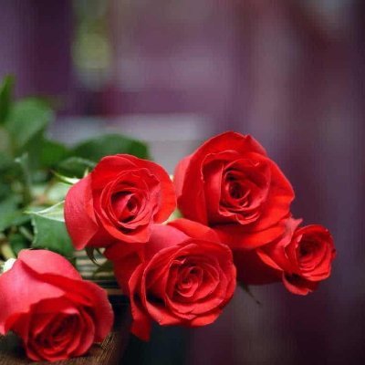 ATien14410860's profile picture. I love roses and a pet dog, I also like BTC