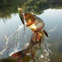 KAROL II. (@krzysztofbugaj7) 's Twitter Profile