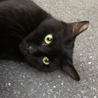 チーユ (@yuikinos) 's Twitter Profile Photo