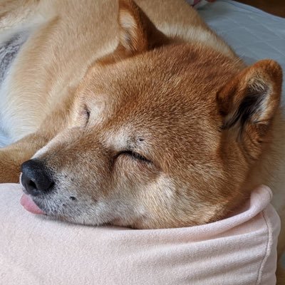 盛岡中央→室工大シス理数情→九州大学大学院数理学府数理学コースM0/卒研でQuiver Representations(箙の表現論)をやってます/数弱マン