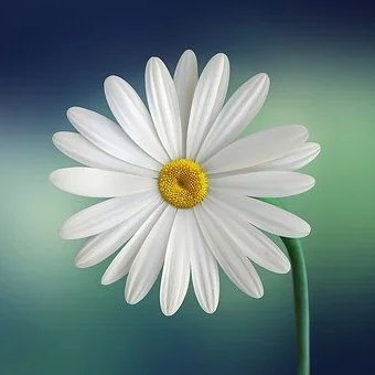 thinthick5's profile picture. flowers are nice