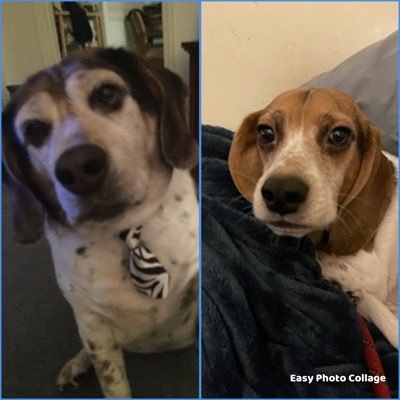 Dog mom to beagles 🌈Cane and Checker. Big hockey fan of the Carolina Hurricanes and Charlotte Checkers. Loves old TV shows. She/her. #beaglebugclub