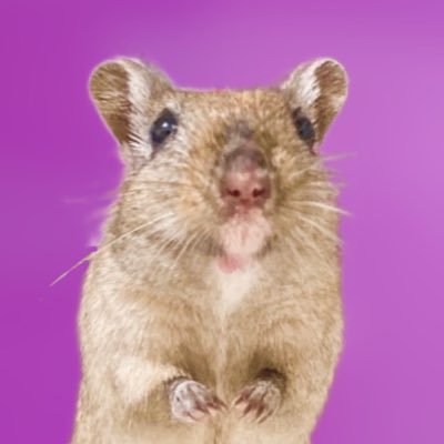 rodentia0my Profile Picture