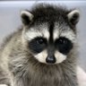YJB52888982's profile picture. raccoon 🦝