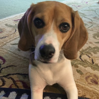 beaglelucylooo Profile Picture