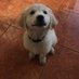 RizeOfTheDoge (@vincentgiambron) Twitter profile photo RizeOfTheDoge (@vincentgiambron) Twitter profile photo