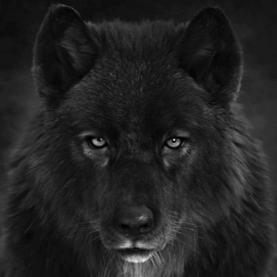 CrisPerez_05's profile picture. (He/Him) | Gen-Z, Pro-Choice, Moderate Independent, Proud Californian. #BackTheBlue #VoteModerate "United We Stand, Divided We Fall"🇺🇸