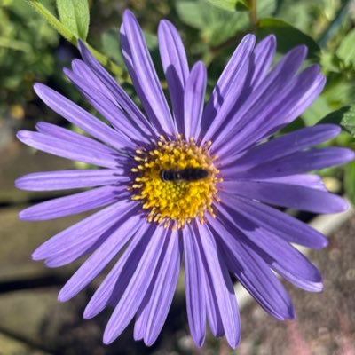 We specialise in hardy herbaceous perennials many propagated from our award winning gardens @ArleyHall. Open everyday 1st March - 31st Oct 10am - 5:30pm CW9 6NA