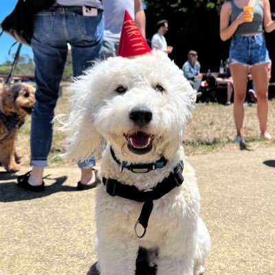 Hi! I’m Duke, a Mini Goldendoodle living my best life in California. 🐾