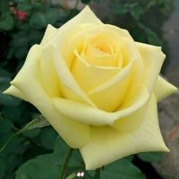 asghar asghari (@asgharasghari16) 's Twitter Profile