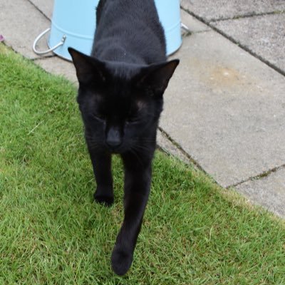I’m a black cat from Yorkshire, just doing my daily cat thing.  I love humans, I love other cats, I love life!