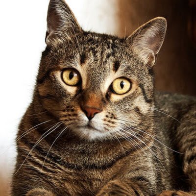 RiquelmyMarcos's profile picture. eu sou muito pro player de minecraft