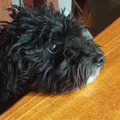 BpGastonMani's profile picture. 