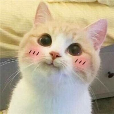 SHIR6100's profile picture. 