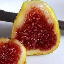 We are a farm and nursery that specializes in fig trees and fruit tree propagation. We also have a limited supply of rare annuals.