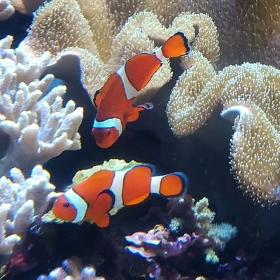 hanurutojiji's profile picture. 🐯寄りのn.SSign箱推しです❣メンバーみんな魅力的で素敵🐯✨😊無言フォロー、いいね♥失礼します🐾🐾https://t.co/7dwaNUhHvPヨロシクお願いします