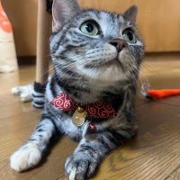 ひな🐈🌈 (@ponyo5588) 's Twitter Profile