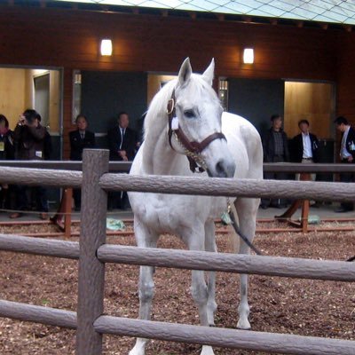 競馬垢。絶対に勝てているアカウント