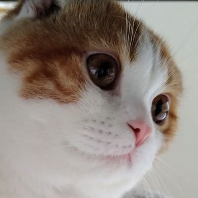 mgMKFIWypXPyETA's profile picture. 猫が世界一可愛いと思う🐱　　　

　　　　　　　　　　　スコティッシュフォールド♂(5歳)　ちぃくんの日常　
皆さんの可愛い写真やおもしろ動画を見て癒やされています☺
ヘッダーはことりさんが描いてくれた夏のちぃくんとことりちゃんです
無言フォロー失礼します🙏
無言フォロー歓迎です☺️
#猫のいる幸せ
#猫のいる生活