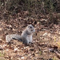 MKLakshman (@mklakshman) 's Twitter Profile