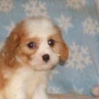 pirpisha (@pirpisha) 's Twitter Profile Photo pirpisha (@pirpisha) 's Twitter Profile Photo