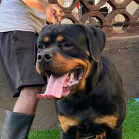 AK Rottweilers (@akrottweilers) 's Twitter Profile