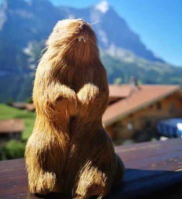 Unzurechnungsfähig//(Vor)Winterschlaf//(T)rollt gern queer durch's Land//avec que la marmotte//Manchmal böse zu einzelnen//Interagieren auf eigene Gefahr