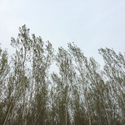 jmdquinto's profile picture. nobody