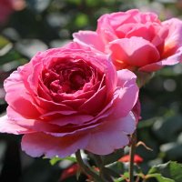 Gertrude Weinerth (@gertrudeweiner1) 's Twitter Profile Photo Gertrude Weinerth (@gertrudeweiner1) 's Twitter Profile Photo