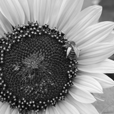 Photographer of wild life animals sunflowers and nature I love taking pictures of sunflowers the most. I use a Nikon and a IPhone 13 Pro NO NFTS #photography