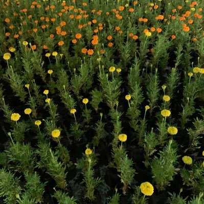 walrod4isia's profile picture. นักเฉาหมายเลขหนึ่งระดับนานสชาติ