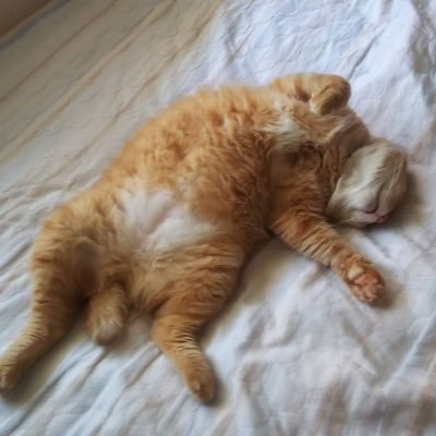 ganbaritai_777's profile picture. 06 /Kyushu/猫好き/茶トラ/ 。RINGO JAMやってます🙋‍♀️🍏 ら民やってます🙋‍♀️ 色んなもの推してます！誰でも仲良くしてください😊 無言フォロー失礼します🙇🏻‍♀️՞妖はじ文アル◀︎new！