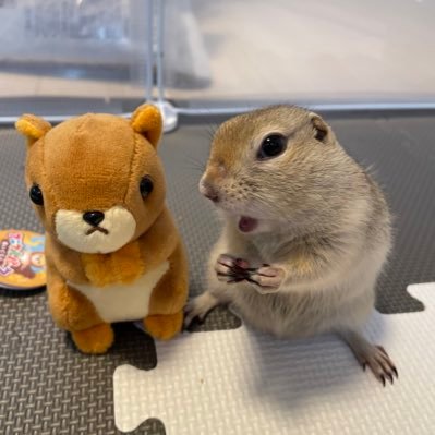 うりちゃん🐿 リチャードソンジリスの男の子です💐 🎂2022.03.01 リスちゃんを飼うのは初めてですがよろしくお願いします🌿
