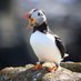 Peter Puffin (@peterpuffin4) Twitter profile photo Peter Puffin (@peterpuffin4) Twitter profile photo