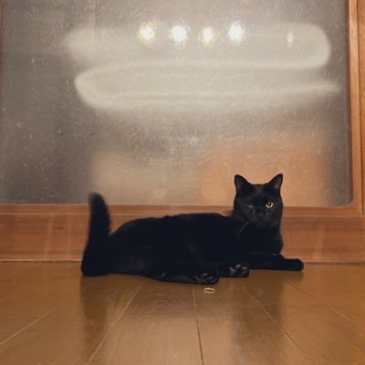 10chan_blackcat's profile picture. 黒猫てんちゃん女の子。 2020.5月生まれの保護にゃんこ🐈‍⬛  中の人が別のところに住んでいるため投稿頻度低めです。