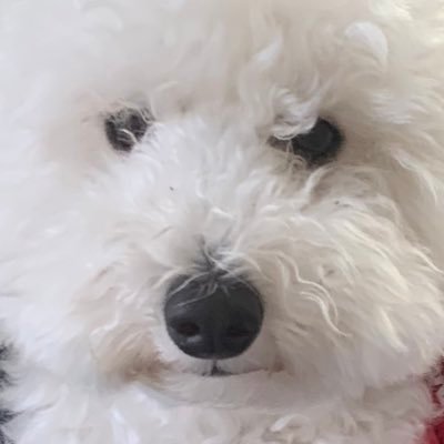 daisuki_lulu's profile picture. 桃と、鶏肉がすきなトイプードルの女の子。思ったことは全て顔に出すタイプ。ポロンと取れちゃいそうなお鼻がチャームポイント！親友歴2年目。