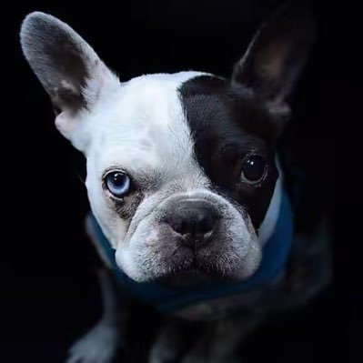 Ding_fei9's profile picture. 彼岸的你好吗