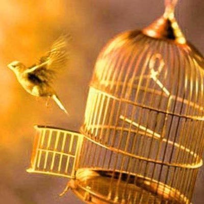 _CuriousLearner's profile picture. A happy profile 😁 , Currently on a mission mode, Aspirant to my childhood dream.