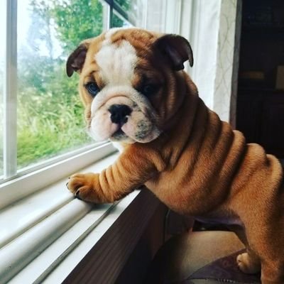 ⚡ Dedicated to all Bulldog lovers🧡
👥 Follow us for more photos and videos
💦Daily dose of Bulldog...Get ready