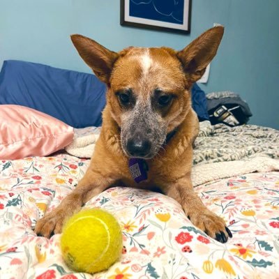 BALL NOW I LOVE SUZE @MOSTLYDOGSHERE   I AM 4 YEARS OLD RED HEELER I LIVE WITH A 13 YEAR OLD BEAGLE NAMED ANNIE BALL NOW BALL NOW