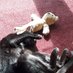 thestuffierescue (@stuffierescue) Twitter profile photo thestuffierescue (@stuffierescue) Twitter profile photo