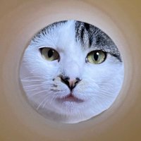 レプタイルボーイ (@reptileboy_cat) 's Twitter Profile