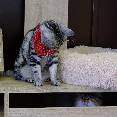 tobimaru_design's profile picture. 25歳会社員。新しいことに挑戦したくてWebデザイン勉強中！！
勉強したことを適当に呟きます。
※フォローバックとDMは気が向いたらします...