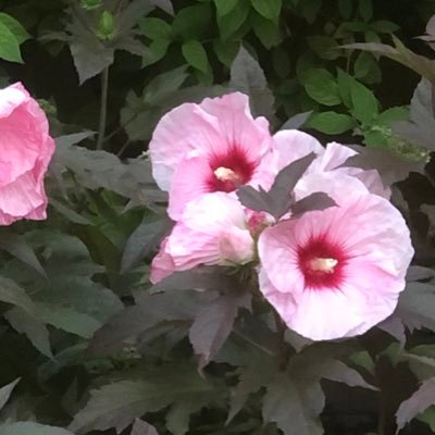 anishab2022's profile picture. 