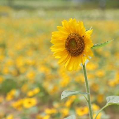 AEcos_S3's profile picture. 본계 @agine101
- 판매 완료 전까지 글삭하지 않습니다.
- 디엠 후에 답변이 없다면 판매글에 마음이나 멘션 부탁드리겠습니다.