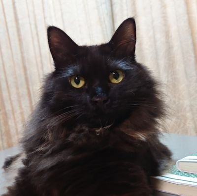 amaha1224's profile picture. NGS 原神 FGO シャニマス ゲームやアニメ、漫画大好きすぎる人です〜